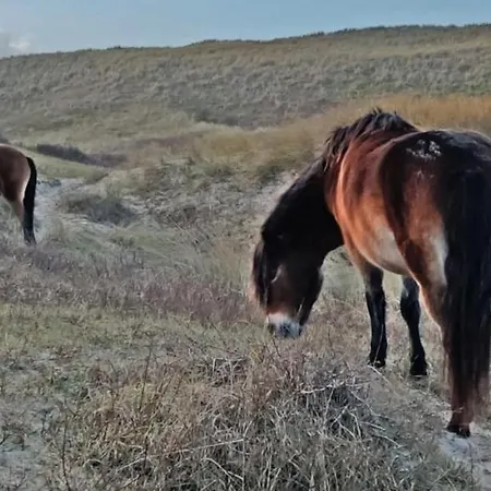 Prinsenhof # Zestien Bergen