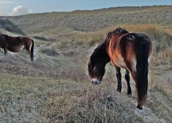 Prinsenhof # Zestien Bergen